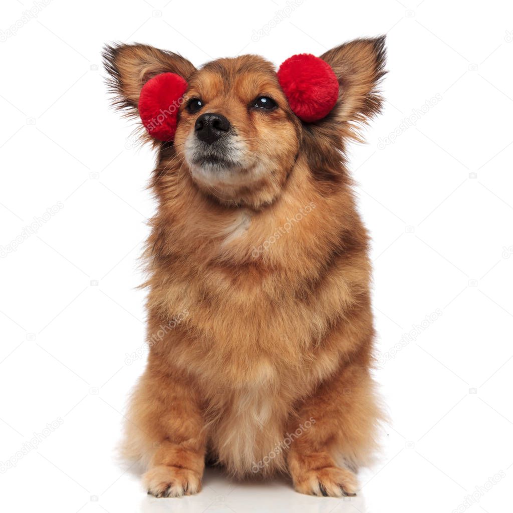 neugieriger brauner Hund mit roten Ohrenschützer blickt zur Seite