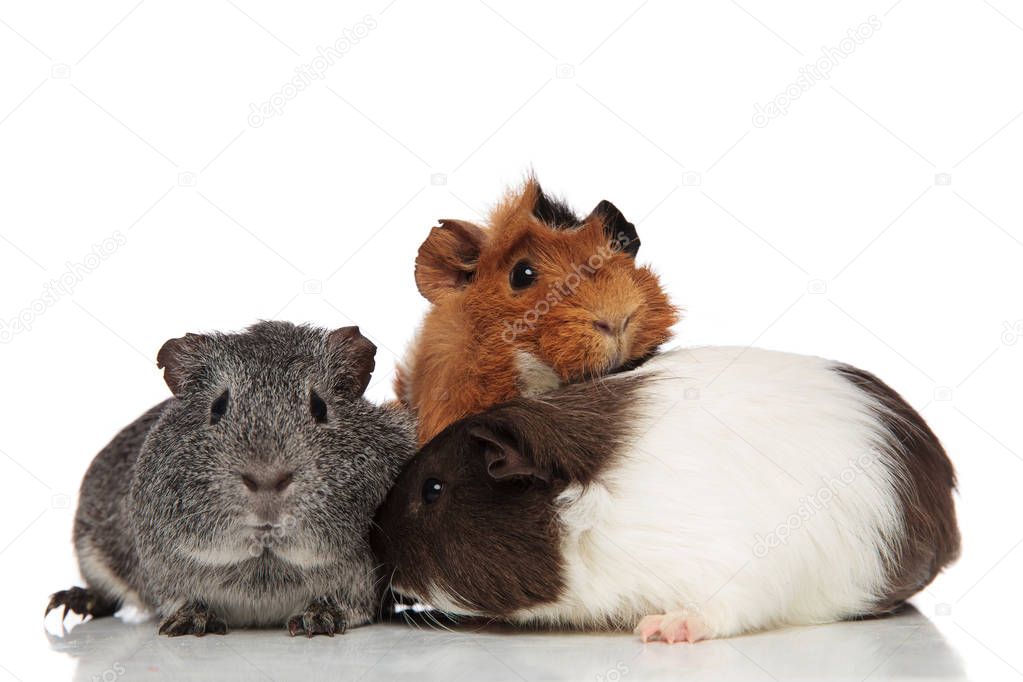 Funny guinea pig friends playing together — Stock Photo © feedough 192026736