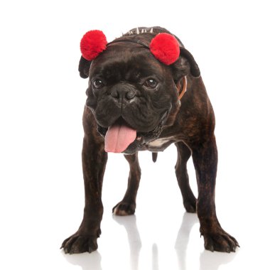 çok güzel boksör ile ayakta ve nefes nefese kırmızı etkilidirler