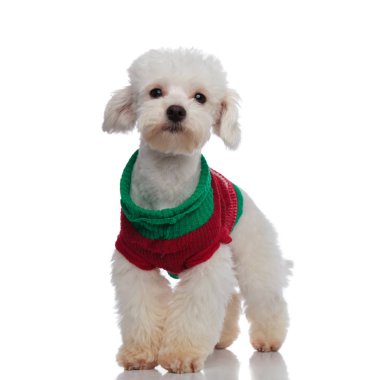 Noel kazağı giymiş güzel ayakta bichon