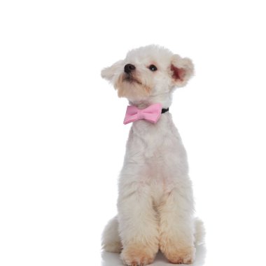 meraklı zarif bichon oturma sırasında tarafına ararken