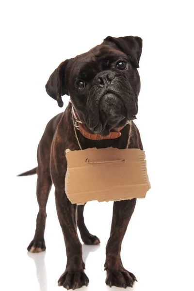 Trauriger Boxer mit Karton um den Hals, der um Essen bettelt — Stockfoto