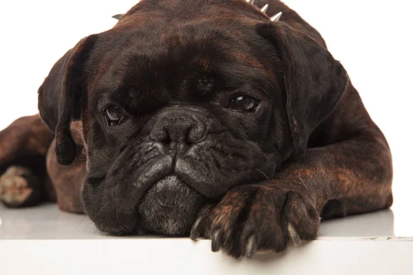 Hoofd van leuk weinig verveeld zwarte boxer — Stockfoto