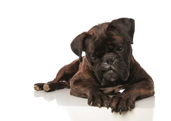 Nieuwsgierig zwarte boxer neerkijkt liggend — Stockfoto