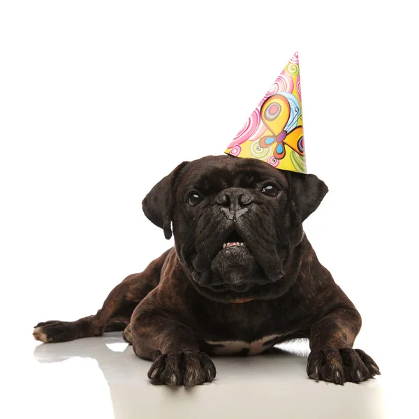 Adorable lying black boxer getting a surprise birthday party — Stock Photo, Image