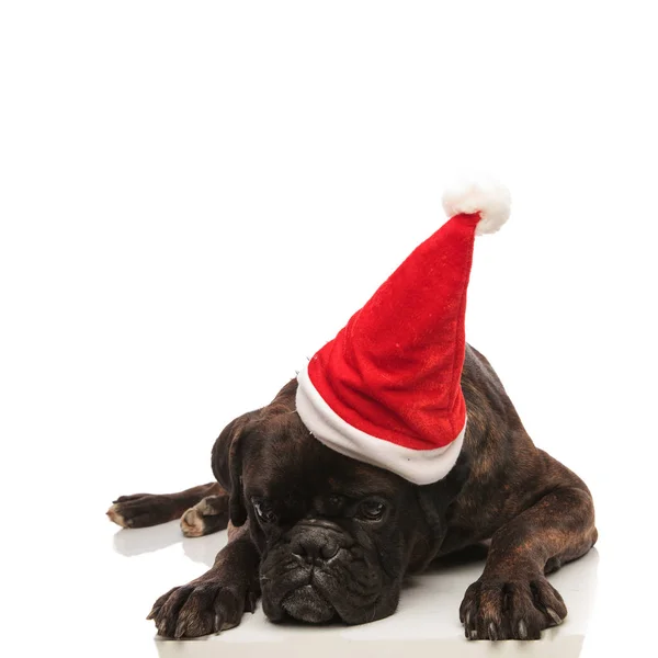 Bonito cansado boxer com santa cap deitado e olhando para baixo — Fotografia de Stock