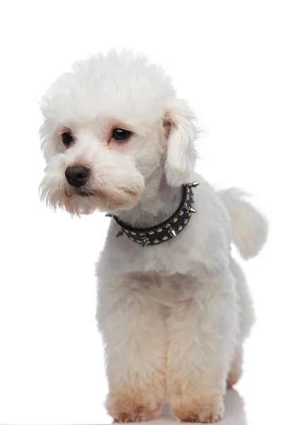 Curious white bichon looking to side while standing — Stock Photo, Image