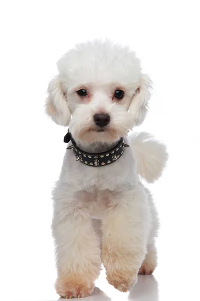 Adorável branco bichon vestindo preto cravado colarinho stepping — Fotografia de Stock