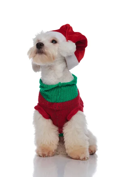 Adorable bichon ready for christmas looks up to side — Stock Photo, Image
