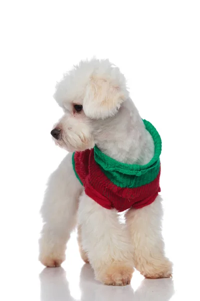 Bichon wearing green and red blouse looks down to side — Stock Photo, Image