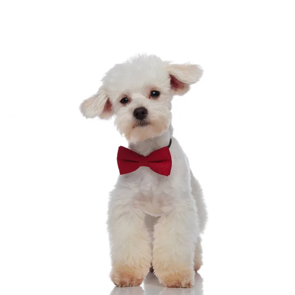 Lindo peludo bichon blanco con una pajarita roja de pie — Foto de Stock