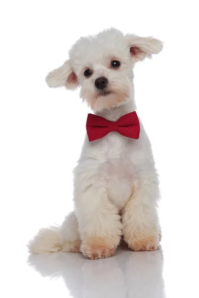 고급 강아지 빨간 bowtie 착용 측면 보이는 — 스톡 사진