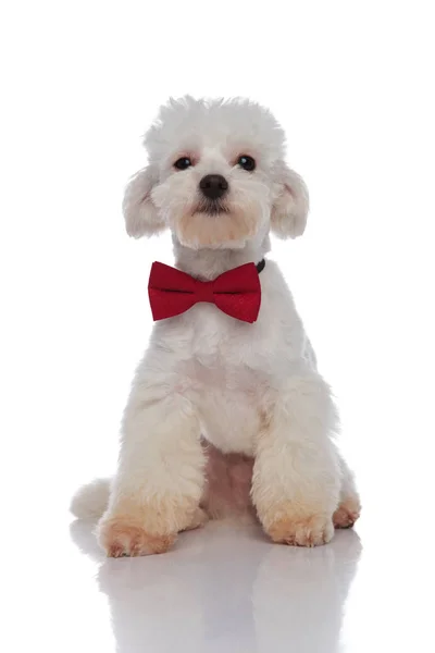 Eleganta sittande bichon bär en röd fluga — Stockfoto