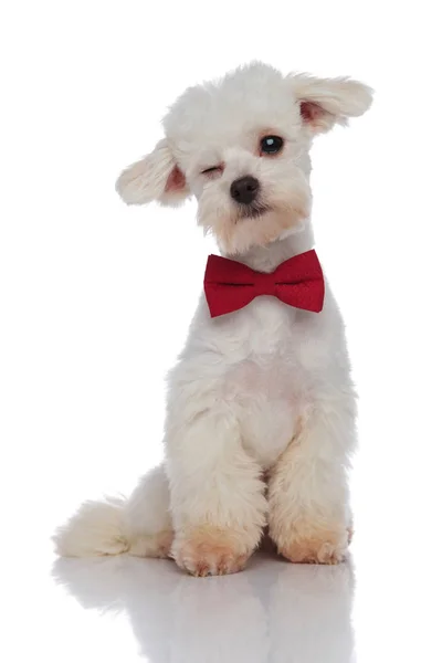 Bedårande elegant bichon med röda bowtie winking — Stockfoto