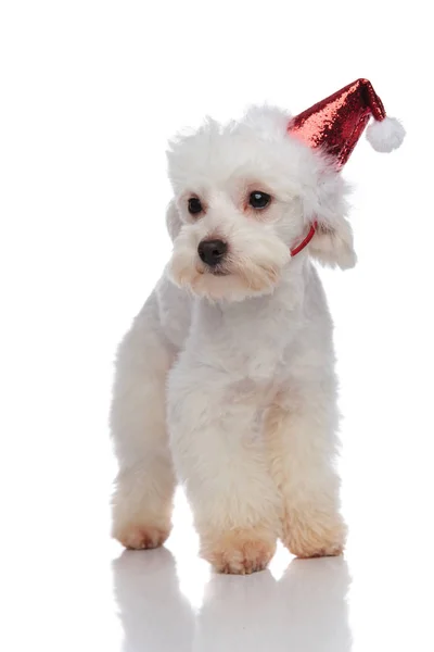 Bichon con brillante santa gorra pisando y mirando a un lado — Foto de Stock