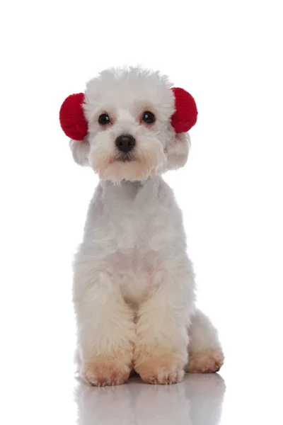 Adorable seated white bichon wearing red earmuffs — Stock Photo, Image