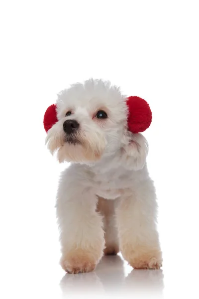 Cute bichon wearing red fluffy earmuffs looks to side — Stock Photo, Image