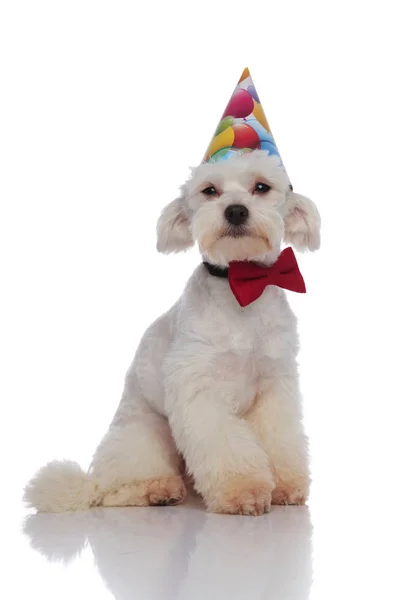 Bonito bichon elegante está pronto para a festa de aniversário — Fotografia de Stock