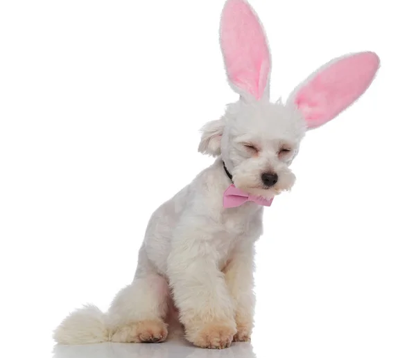 Élégant bichon endormi avec des oreilles de lapin de Pâques assis — Photo