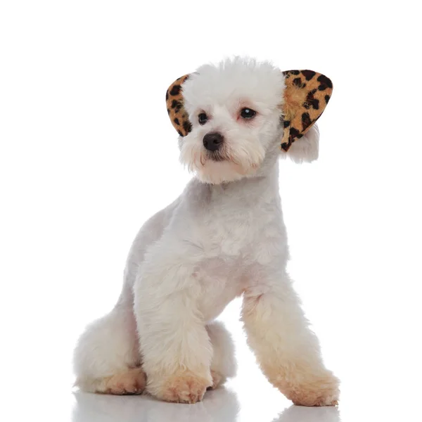 Cute seated bichon with leopard ears looks to side — Stock Photo, Image