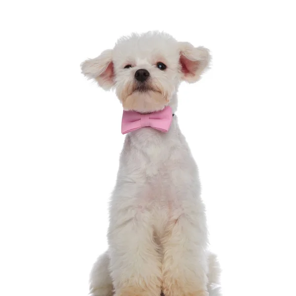 Cavalheiro bichon posando enquanto sentado e olhando para o lado — Fotografia de Stock