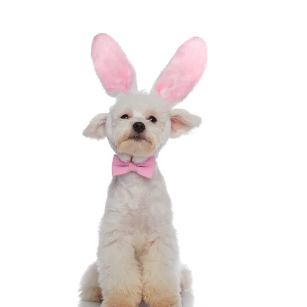 Classy bichon sitting is ready for easter — Stock Photo, Image