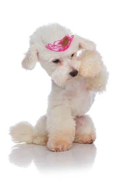 Adorable bichon princess looking under its paw — Stock Photo, Image