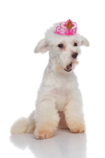 Shocked bichon wearing a pink crown looks to side — Stock Photo, Image
