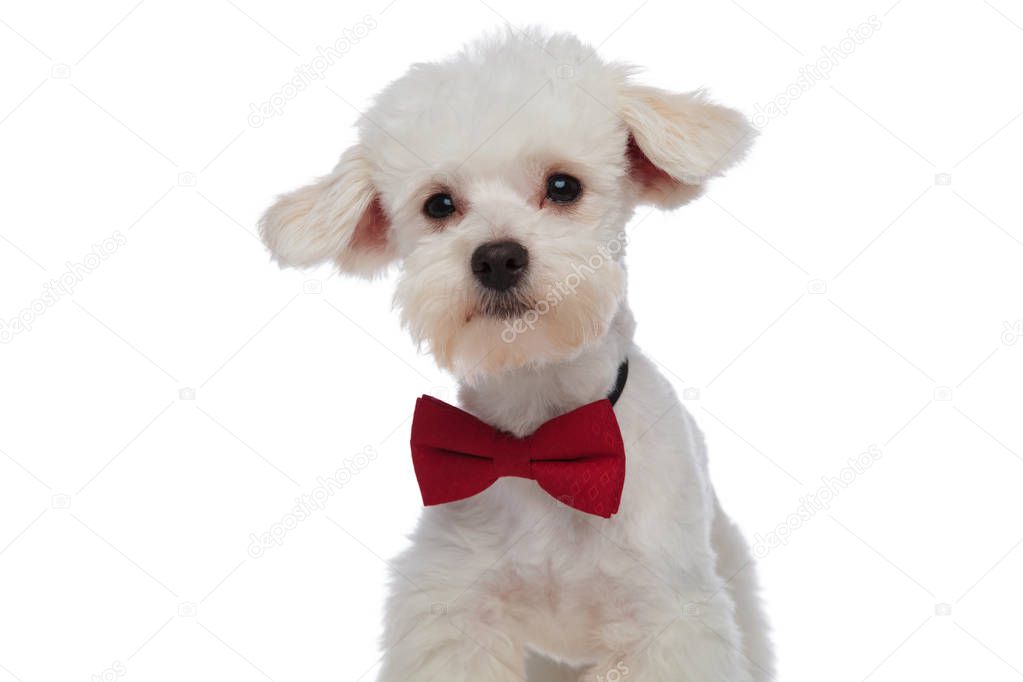 close up of gentleman white bichon looking to side
