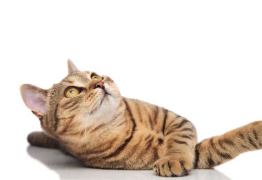 yalan sürpriz tekir İngiliz kat kedi görünüyor 