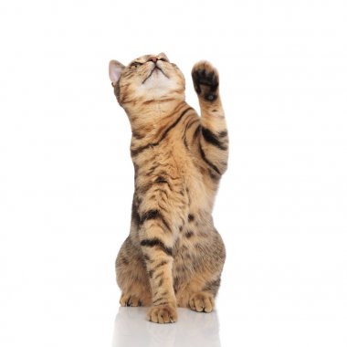 yukarıya bakıp bir pençe yükselterek sevimli İngiliz kat kedi