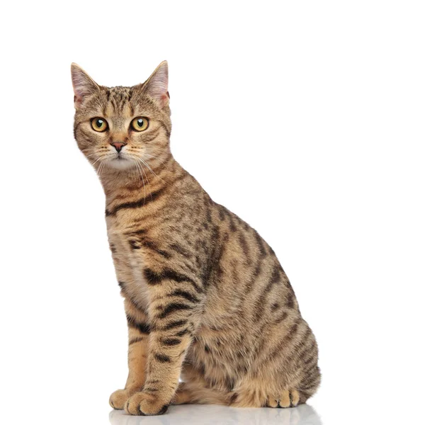 Seitenansicht der schönen sitzenden gestreiften britischen Faltkatze — Stockfoto