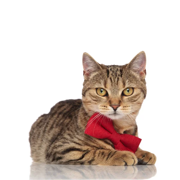 Elegante britische Faltkatze mit roter Fliege liegend — Stockfoto