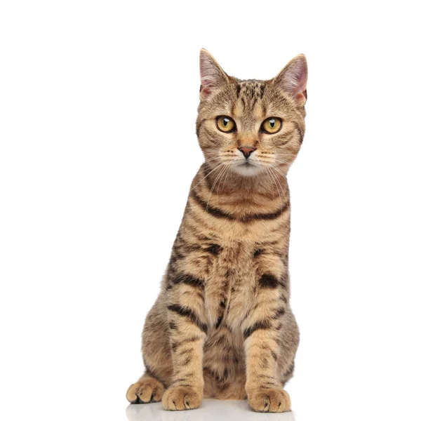 Imádnivaló tabby brit fold macska ül narancssárga szőrme — Stock Fotó