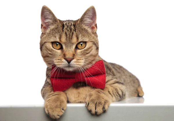 Gentleman britisch fold cat liegend mit hängenden Pfoten — Stockfoto
