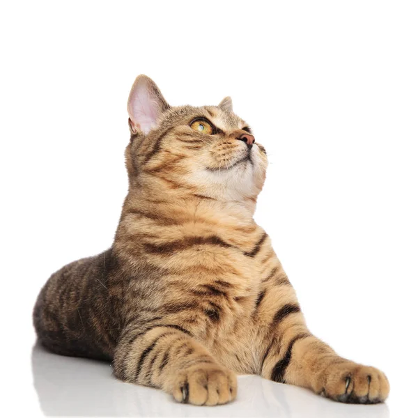 好奇心が強いイギリス折り横になっていると側を見上げる猫 — ストック写真