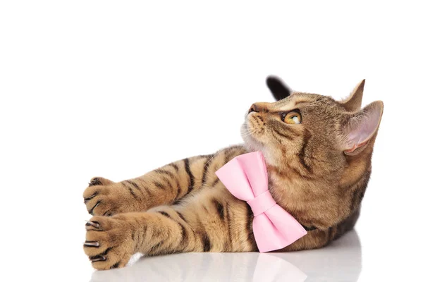 Elegante británico plegable gato mintiendo y mirando hacia arriba a lado —  Fotos de Stock