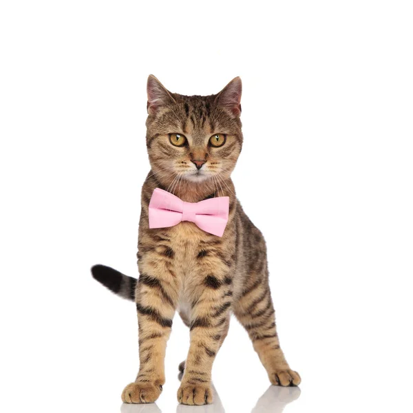 Elegante britânico dobrar gato de pé e olhando para o lado — Fotografia de Stock