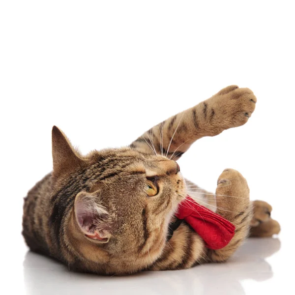 Грайливий британський складчастий кіт в червоній косиці і брехні — стокове фото