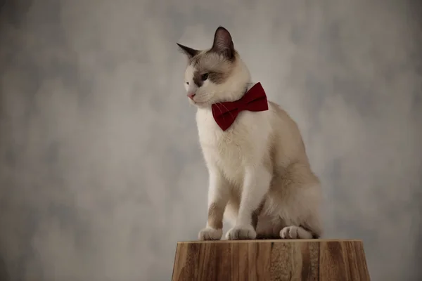 Metis kucing dengan dasi merah melihat ke bawah dengan mata mengantuk — Stok Foto