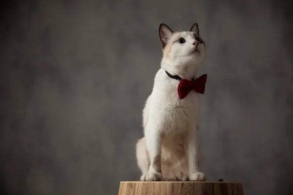 Metis Katze mit roter Fliege sitzt und schaut auf — Stockfoto