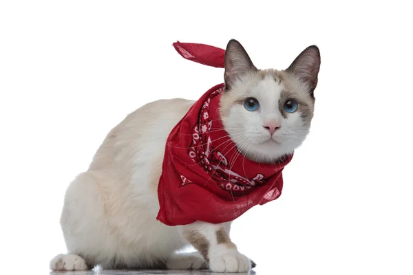 Gato metis con bandana roja sentado y preparándose para defender —  Fotos de Stock