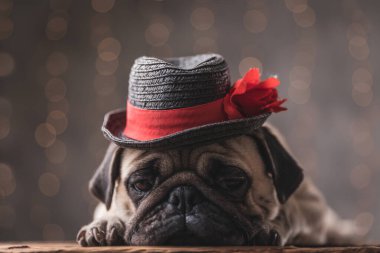 Siyah şapkalı pug dog uzandı ve aşağı baktı