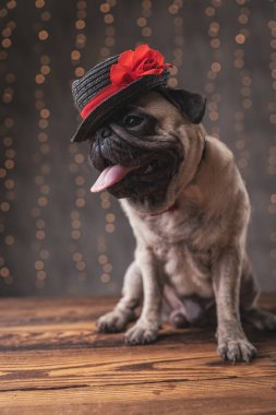pug dog oturuyor ve siyah şapkanın altında gözlerini saklıyor. 