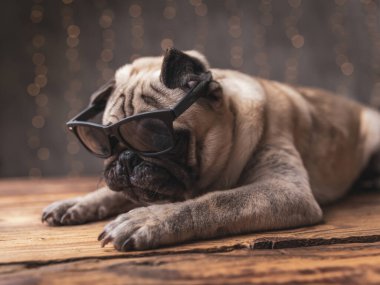  Üzgün köpek güneş gözlüğü takıyor. 