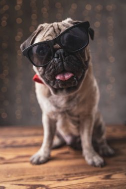 Sıkıcı pug dog güneş gözlüğü takıyor ve boş oturuyor.