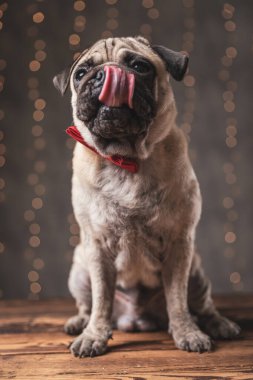 Kırmızı papyon takan pug dog oturup yemek için can atıyor.