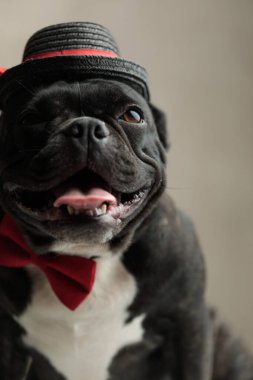 Şapka takan neşeli buldog oturuyor ve bu gece dışarı çıkıyor.