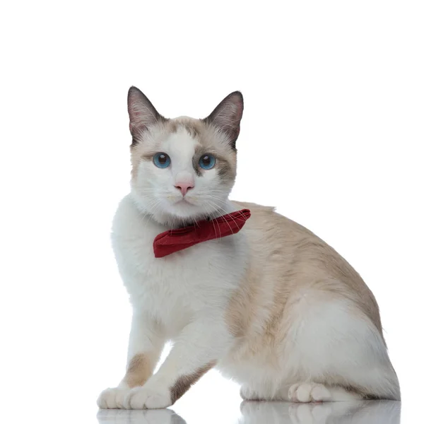 Metis Katze mit roter Fliege sitzt und erkennt etwas voraus — Stockfoto