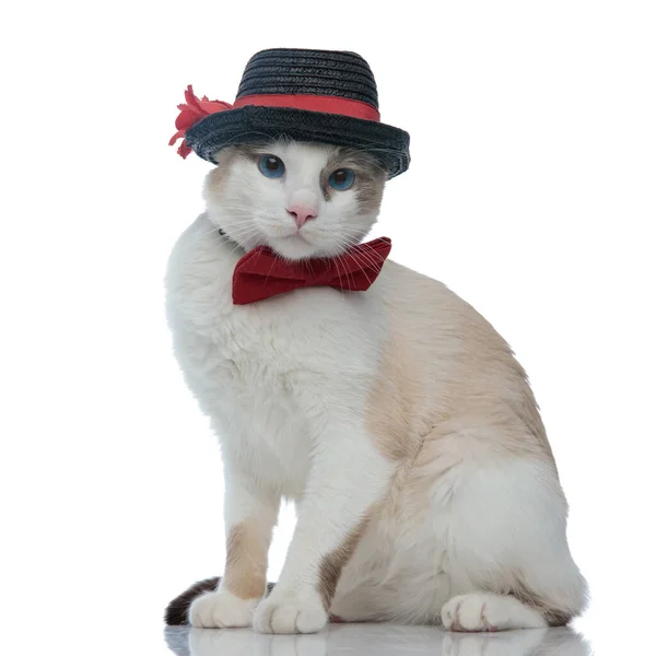 Metis katt med svart hatt sitter och tittar på kameran — Stockfoto